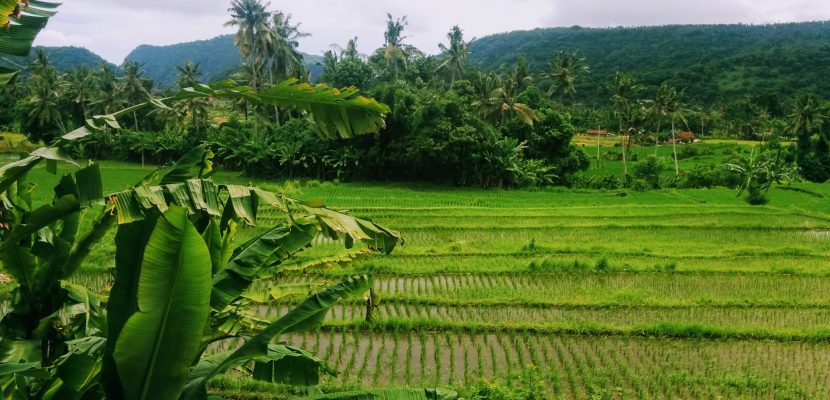 Bali - Ubud - risaie