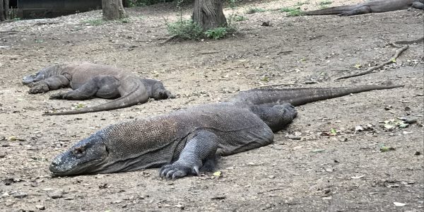 Flores - Rinca - dragoni - komodo