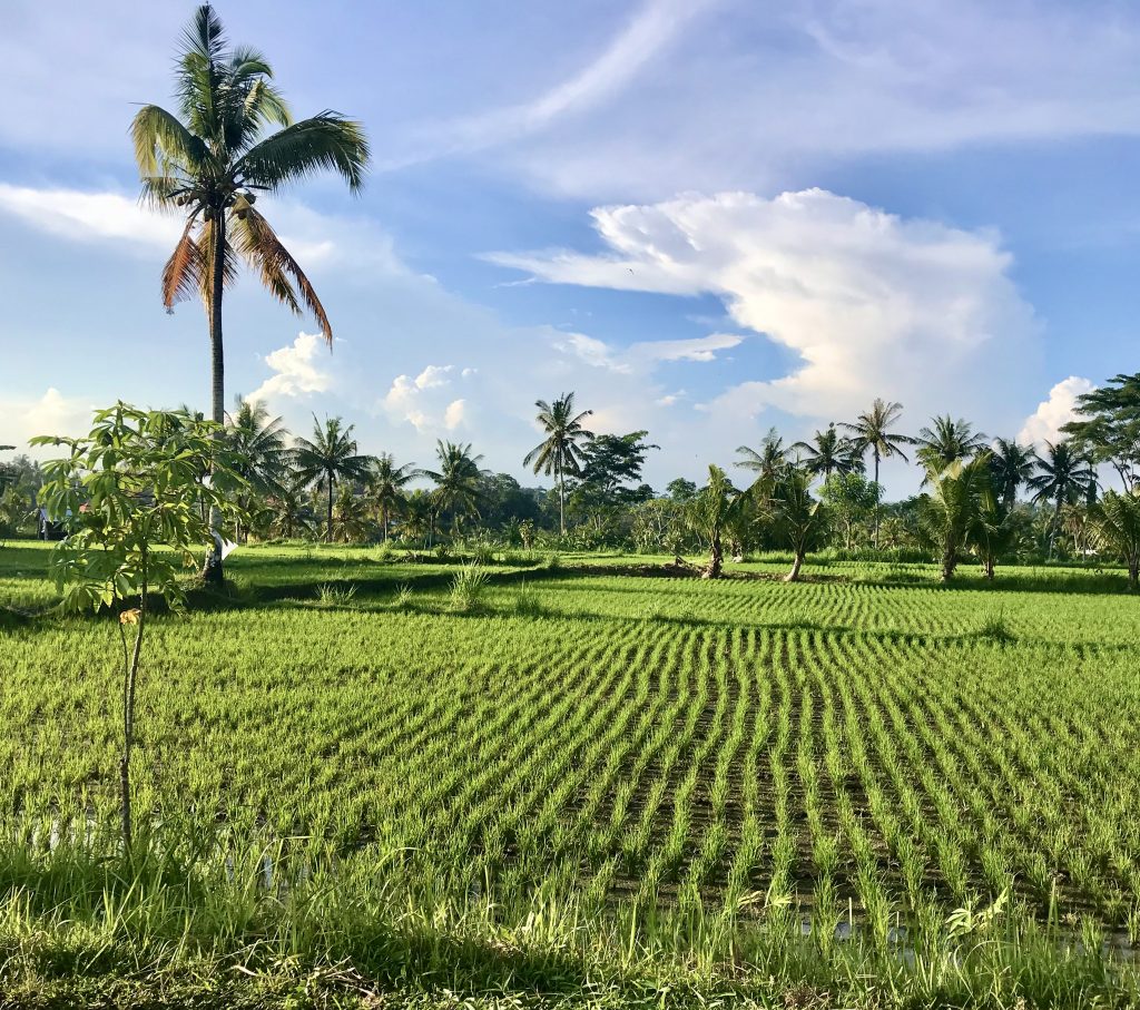 Bali - Ubud - risaie