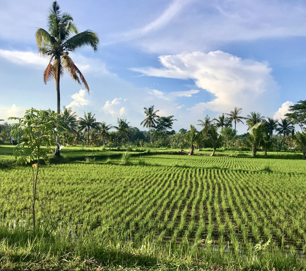 bali - risaie