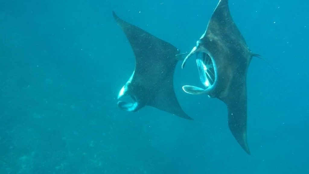 nusa penida - manta point