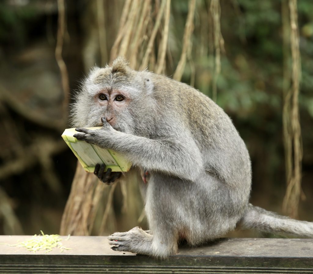 Ubud - Monkey Forest