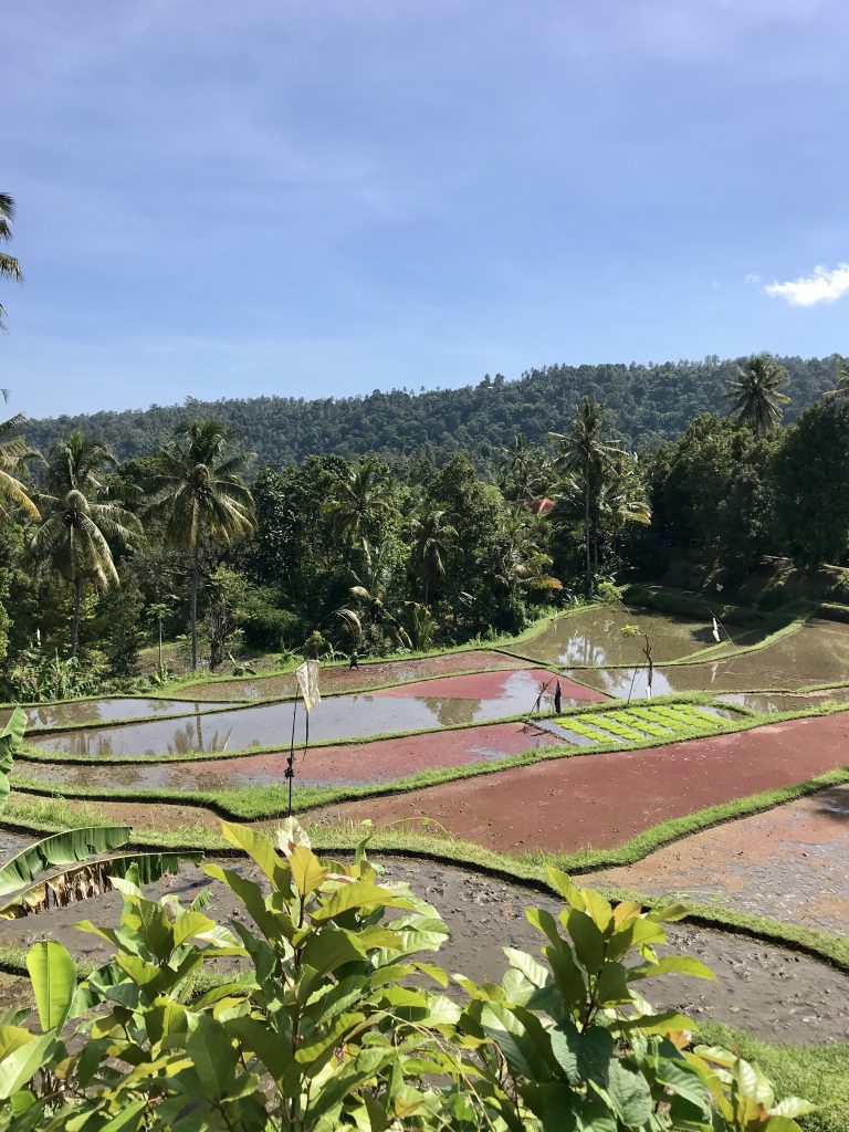 bali - risaie