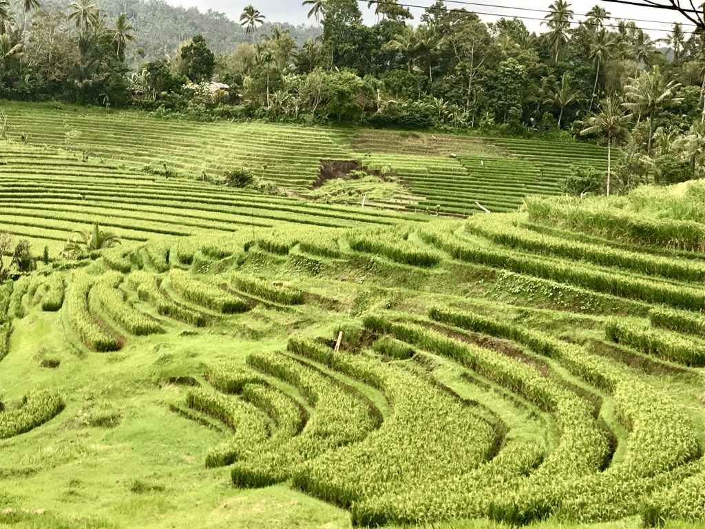 bali - risaie