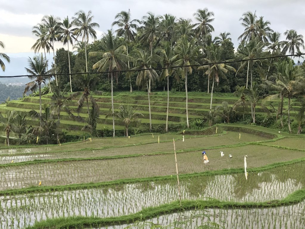 bali - risaie