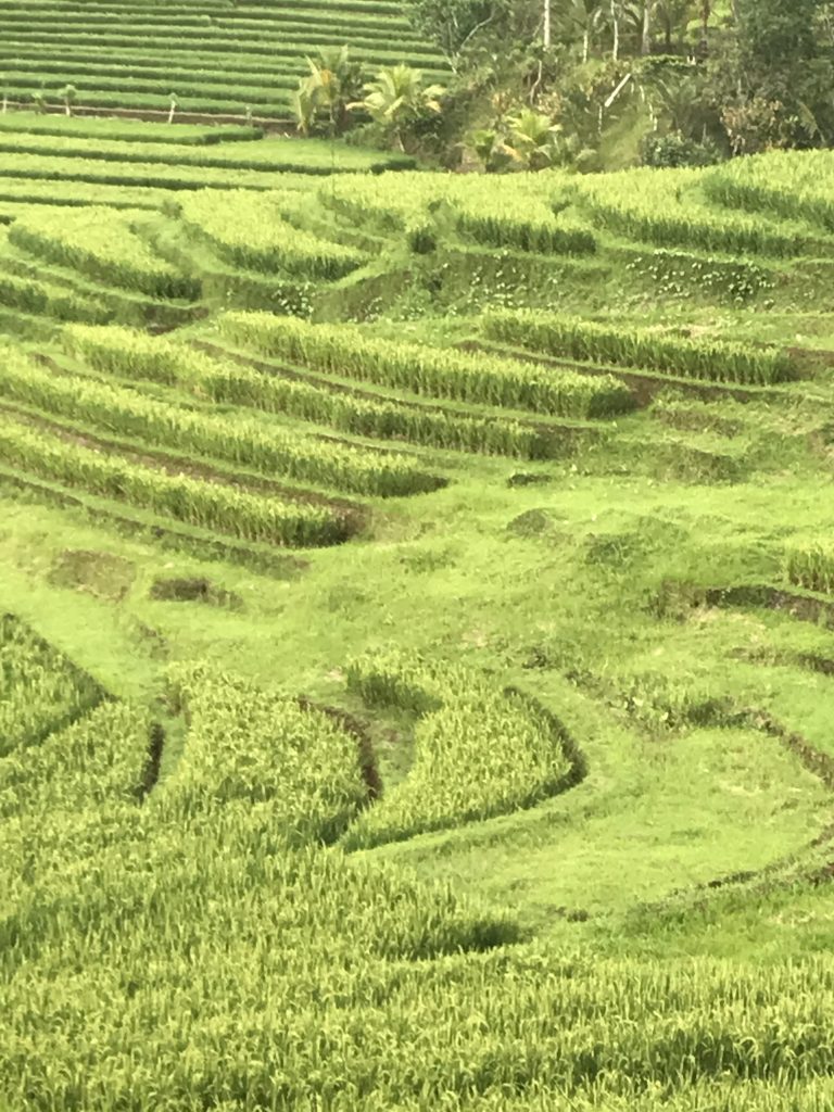 bali - risaie