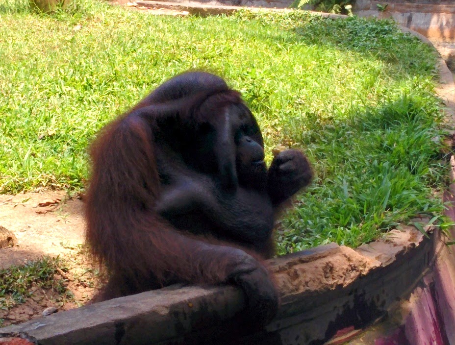 bali - zoo